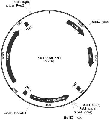 Himar1 Transposon for Efficient Random Mutagenesis in Aggregatibacter actinomycetemcomitans